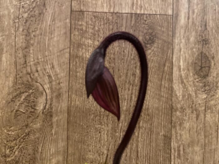 In Spike Paph. Hilo Rainbow 'Bold Spots' × Paph. Mem. Gerhard Conrad 'Ruby Image' (3.5” pot) - Image 1