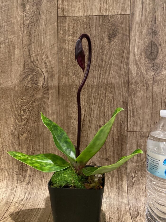 In Spike Paph. Hilo Rainbow 'Bold Spots' × Paph. Mem. Gerhard Conrad 'Ruby Image' (3.5” pot) - Image 2