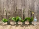 Double Spikes Phalaenopsis I-Hsin Skittles (3” Pot) - Image 6