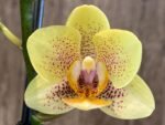 Double Spikes Phalaenopsis I-Hsin Skittles (3” Pot) - Image 3