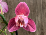 Rare Phalaenopsis Large I-Hsin Fantasist I Spike Peloric 1 Spike Normal Bloom (4.5" pot) - Image 4