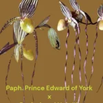 Paph. La Retraite (Paph. Prince Edward of York × Angel Hair ‘K’)
