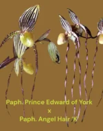Paph. La Retraite (Paph. Prince Edward of York × Angel Hair ‘K’)