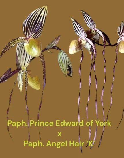 Paph. La Retraite (Paph. Prince Edward of York × Angel Hair ‘K’)