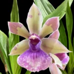 Zygonisia Snow Bird