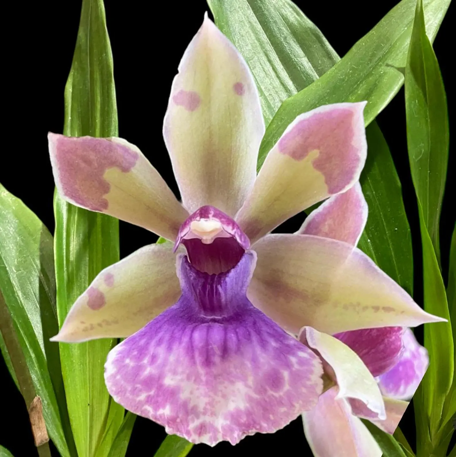 Zygonisia Snow Bird Zygonisia Snow Bird