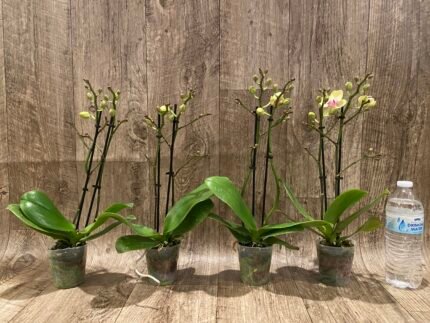 Fragrant Phalaenopsis I-Hsin Yellow Moon