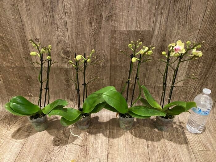 Double Spikes Fragrant  Phalaenopsis I-Hsin Yellow Moon (3.5" pot) - Image 3