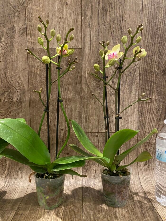 Double Spikes Fragrant  Phalaenopsis I-Hsin Yellow Moon (3.5" pot) - Image 4