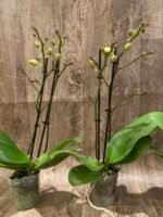 Double Spikes Fragrant  Phalaenopsis I-Hsin Yellow Moon (3.5" pot) - Image 5
