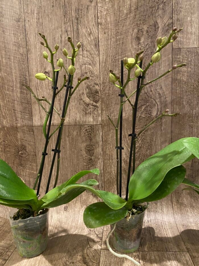 Double Spikes Fragrant  Phalaenopsis I-Hsin Yellow Moon (3.5" pot) - Image 5