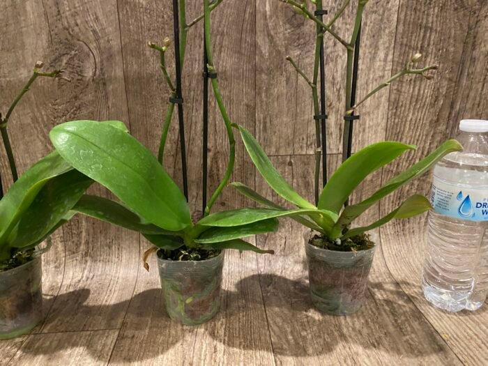 Double Spikes Fragrant  Phalaenopsis I-Hsin Yellow Moon (3.5" pot) - Image 6