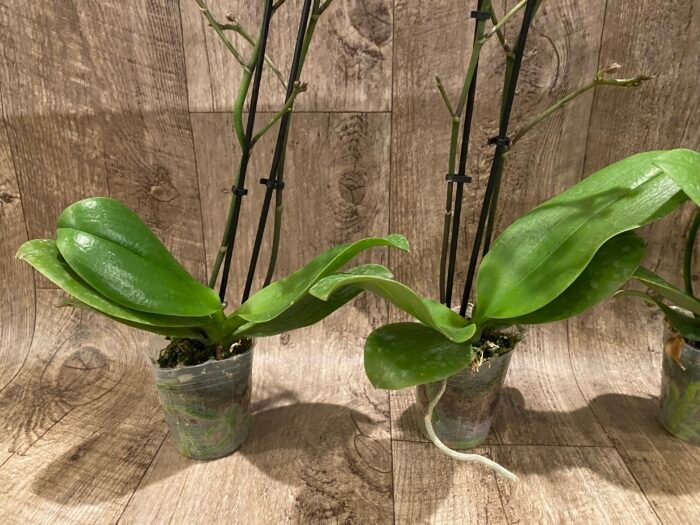 Double Spikes Fragrant  Phalaenopsis I-Hsin Yellow Moon (3.5" pot) - Image 7