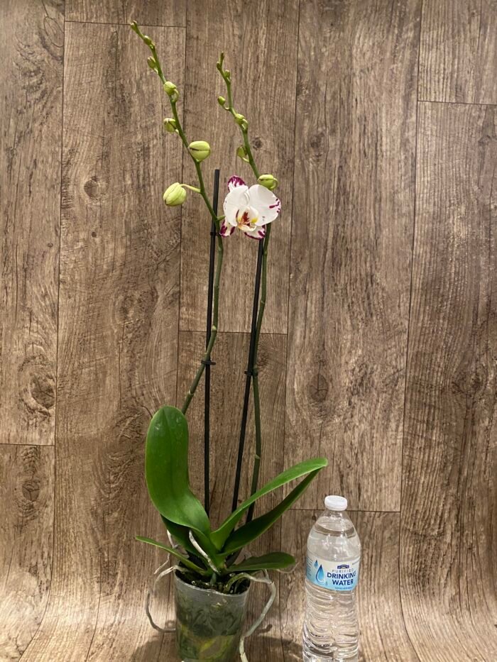 Phalaenopsis Arctic Fox
