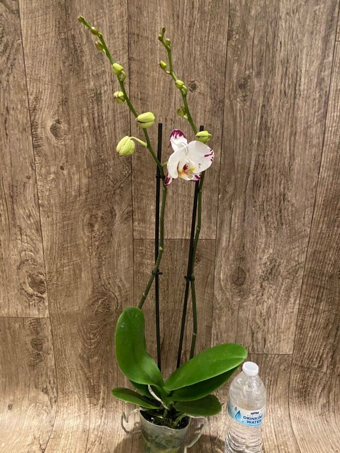 Double Spikes Phalaenopsis Arctic Fox (4.5" pot) - Image 6