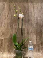 Double Spikes Phalaenopsis Arctic Fox (4.5" pot) - Image 7