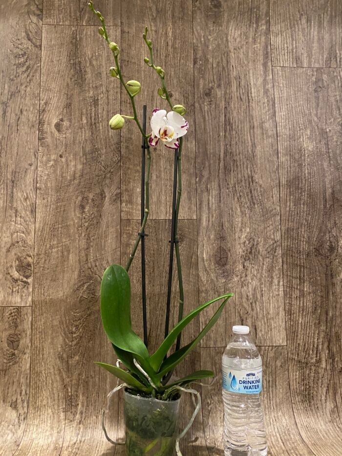 Double Spikes Phalaenopsis Arctic Fox (4.5" pot) - Image 7