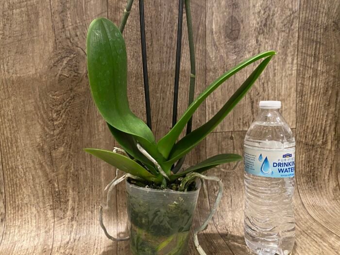 Double Spikes Phalaenopsis Arctic Fox (4.5" pot) - Image 8