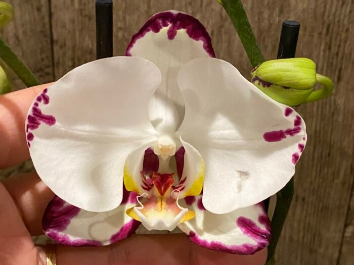 Double Spikes Phalaenopsis Arctic Fox (4.5" pot) - Image 2