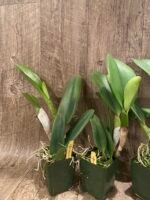 In Sheath Pot. Tokyo Bay "Victory'’ (3.5” pot) - Image 6
