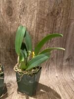 Blc. Mahina Yahiro 'Julie' (3.5 pot) - Image 6