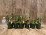 In Sheath Fragrant Pot. Hawaiian Prominence 'America' (3.5" pot) - Image 3