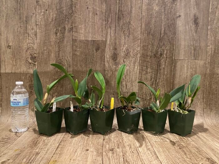 In Sheath Fragrant Pot. Hawaiian Prominence 'America' (3.5" pot) - Image 3