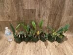 In Sheath Fragrant Pot. Hawaiian Prominence 'America' (3.5" pot) - Image 4