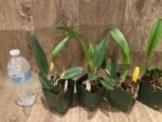 In Sheath Fragrant Pot. Hawaiian Prominence 'America' (3.5" pot) - Image 5