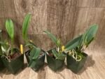 In Sheath Fragrant Pot. Hawaiian Prominence 'America' (3.5" pot) - Image 6