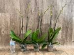 Double Spikes Phalaenopsis Dtps. Gan Lin Fortune