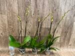 Double Spikes Phalaenopsis Dtps. Gan Lin Fortune (4.5" pot) - Image 4