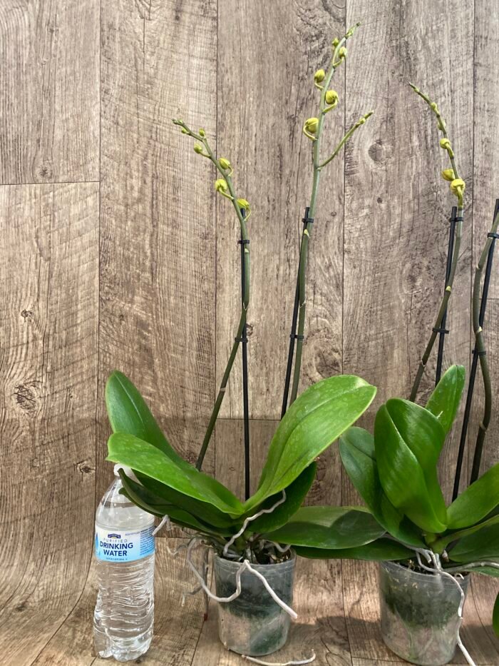 Double Spikes Phalaenopsis Dtps. Gan Lin Fortune (4.5" pot) - Image 5