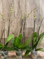 Double Spikes Phalaenopsis Dtps. Gan Lin Fortune (4.5" pot) - Image 6