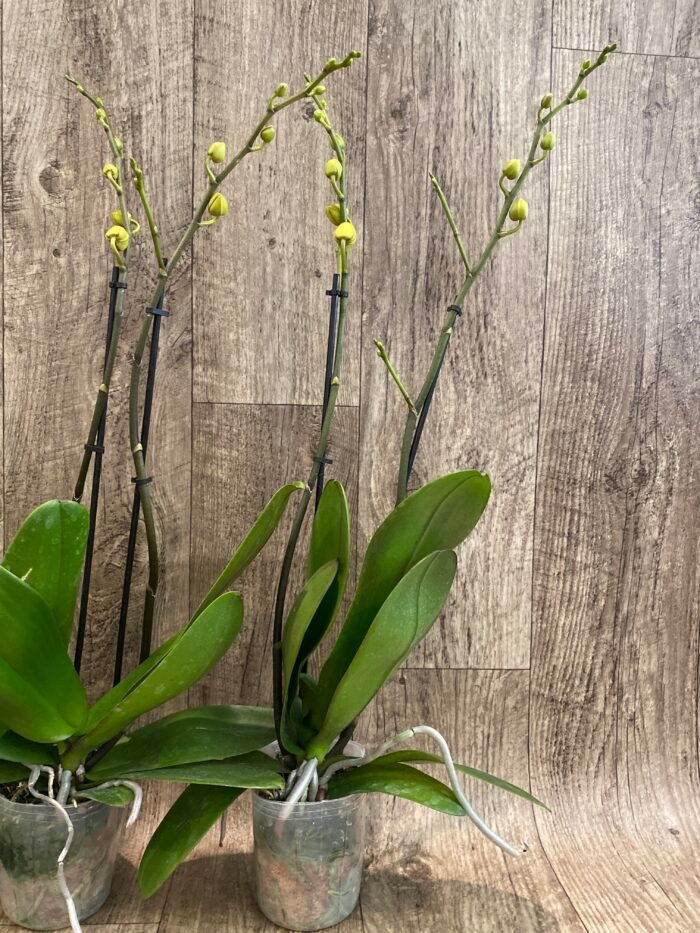 Double Spikes Phalaenopsis Dtps. Gan Lin Fortune (4.5" pot) - Image 7