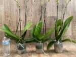 Double Spikes Phalaenopsis Dtps. Gan Lin Fortune (4.5" pot) - Image 8