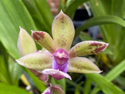Zygonisia Snow Bird