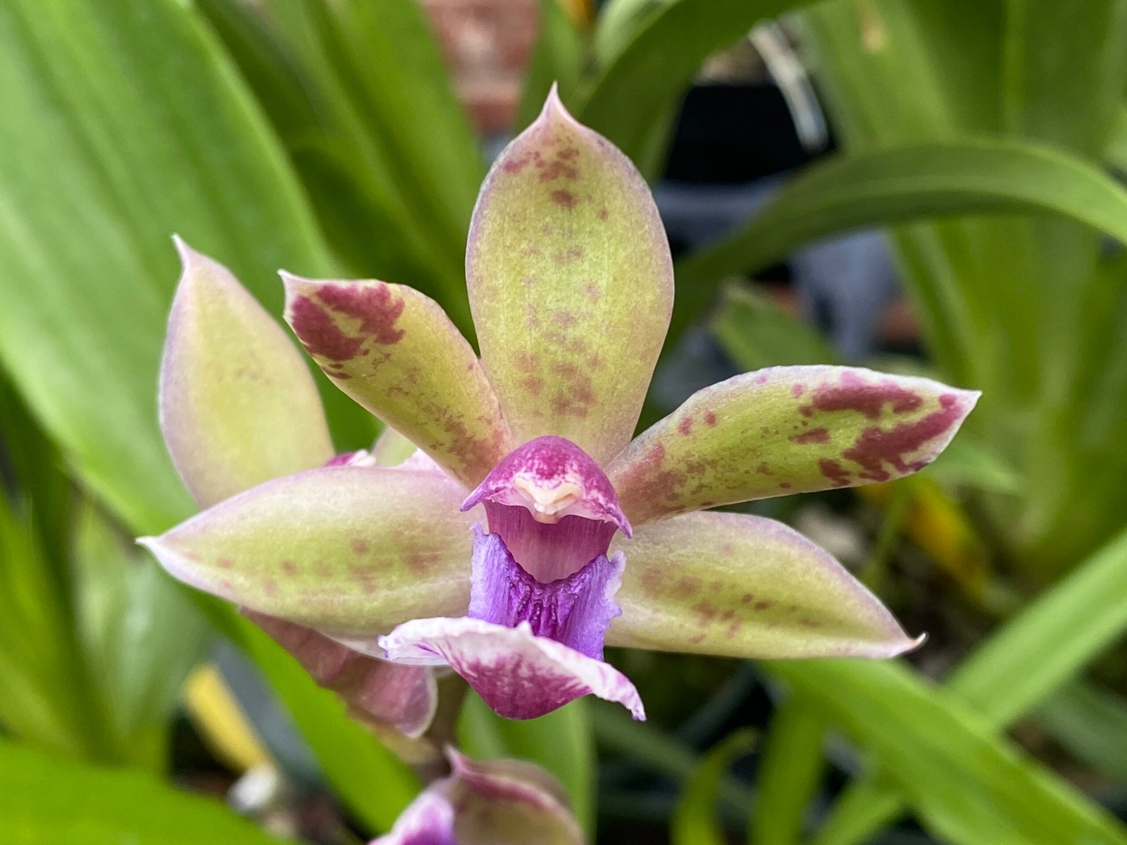 Zygonisia Snow Bird Zygonisia Snow Bird