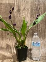 Double Spikes Tsubotaara Melinda Marie 'Blue Sapphire' (3.5” Pot) - Image 4