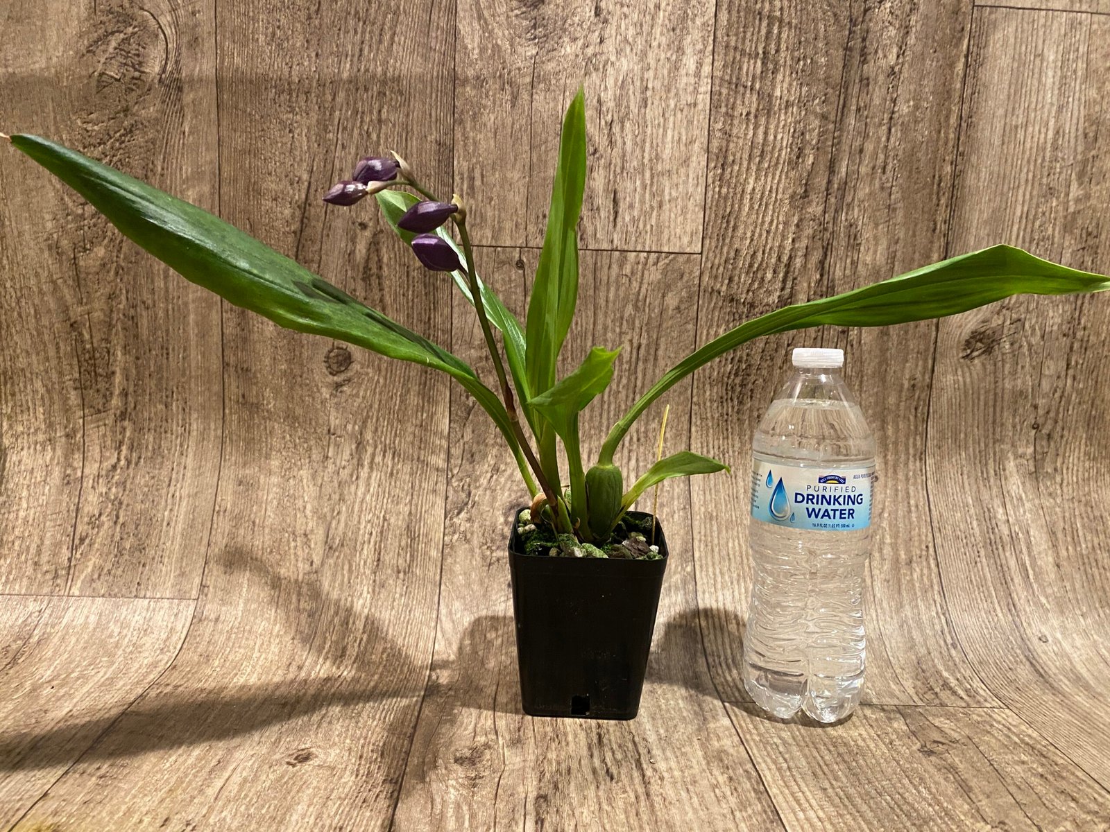 2025-10-22 23-44-06 In Spike Tsubotaara Melinda Marie 'Blue Sapphire' (3.5” Pot) - Image 3