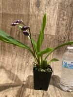 In Spike Tsubotaara Melinda Marie 'Blue Sapphire' (3.5” Pot) - Image 5