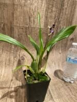 In Spike Tsubotaara Melinda Marie 'Blue Sapphire' (3.5” Pot) - Image 6