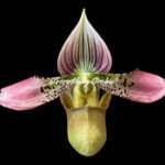 Paph. acmodontum x argus