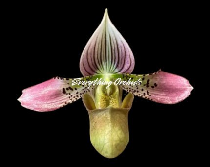 Paph. acmodontum x argus