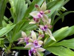 Zygonisia Snow Bird
