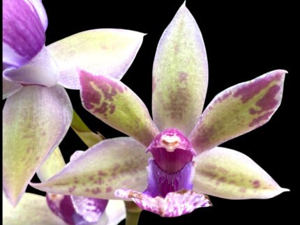 Zygonisia Snow Bird