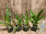 In Spike Zygonisia Snow Bird (clone) (3.5" pot) - Image 7