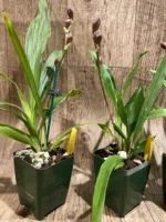 In Spike Zygonisia Snow Bird (clone) (3.5" pot) - Image 9