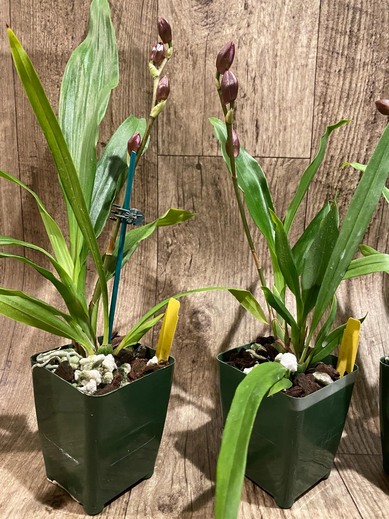 4 In Spike Zygonisia Snow Bird (clone) (3.5" pot) - Image 9