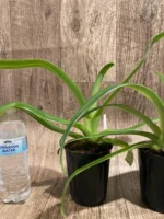 Paph. La Retraite (Paph. Prince Edward of York × Angel Hair 'K') (4” pot) - Image 4